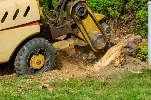 Reliable Pleasantville, IA Tree Services Solutions